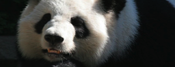 Zoo Atlanta